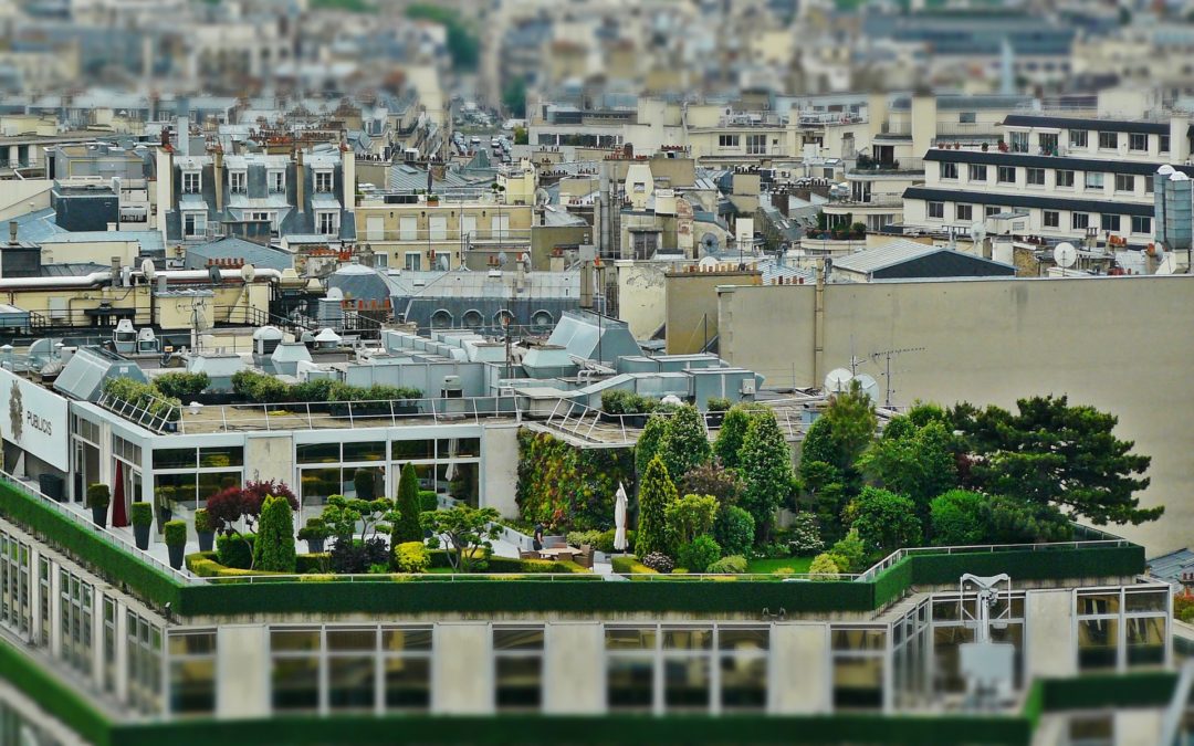 A Green Roof
